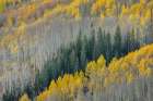 USA-Colorado-Gunnison National Forest Aspen forest in West Elk Wilderness Art Print